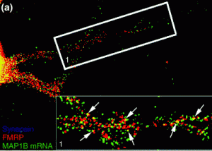 In the dendrites of neurons, FMRP seems to control where RNAs end up