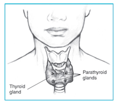 The parathyroid glands are located on or near the thyroid gland in the neck. 