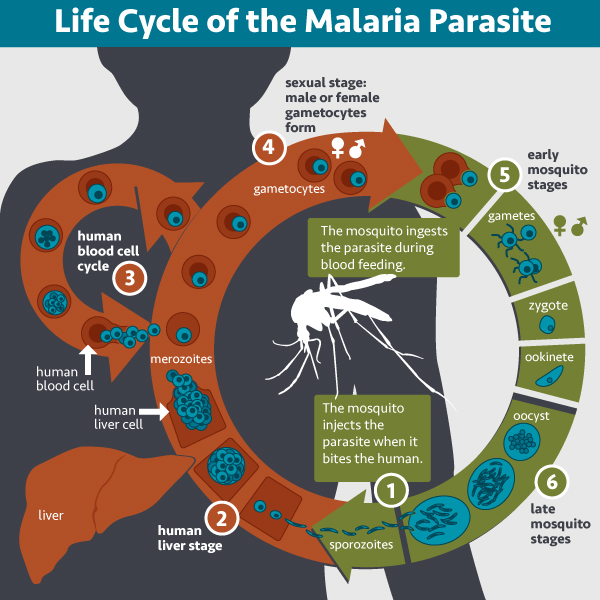 Life Cycle of the Malaria Parasite