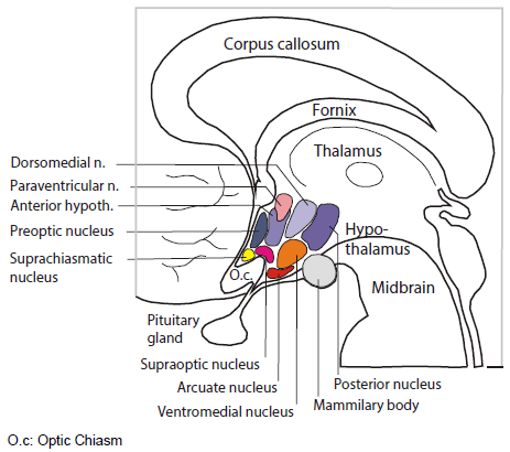 hypothalamus stimulation narcolepsy neurology nuclei hypothalamic